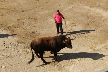 IV Campeonato de Chegas de Touros de Bragança
